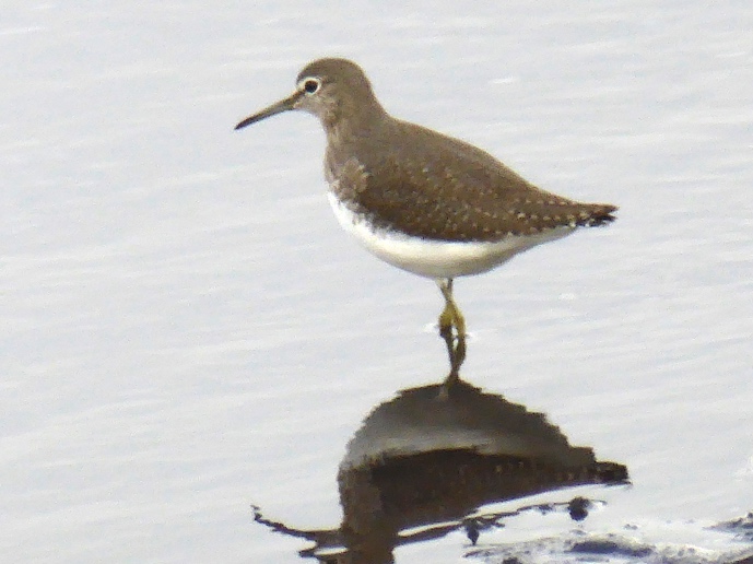 This image has an empty alt attribute; its file name is GreenSandpiper-1.jpg